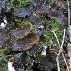 scaly pelt lichen thumbnail 5