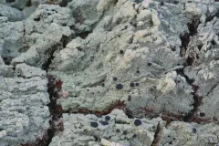 Trapeliopsis viridescens thumbnail 1
