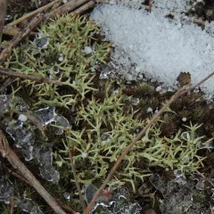 Thorn Lichen thumbnail 1