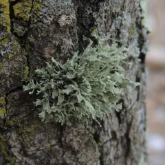 cartilage lichen thumbnail 3