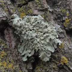 Powder-edged Speckled Greenshield thumbnail 4