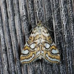 Nymphula Moth thumbnail 1