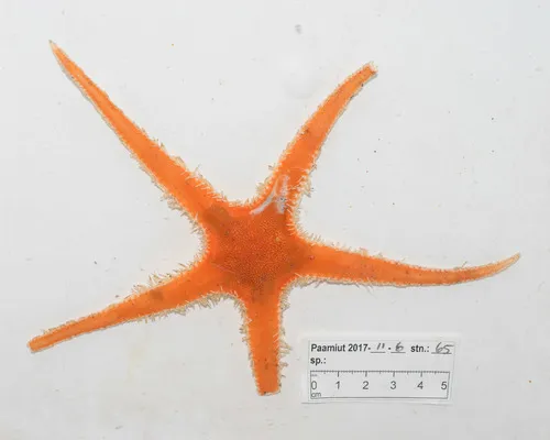 Pontaster tenuispinus
