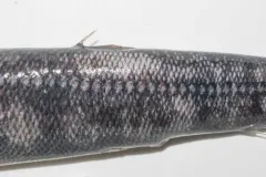 Duckbill Barracudina thumbnail 2