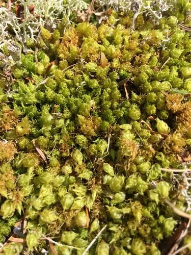 Rusty Fork-moss