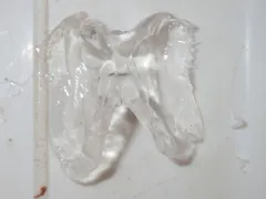 Müller's Cirroctopod thumbnail 2
