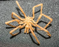 Boreonymphon abyssorum thumbnail 3