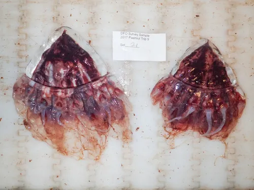 Helmet Jelly
