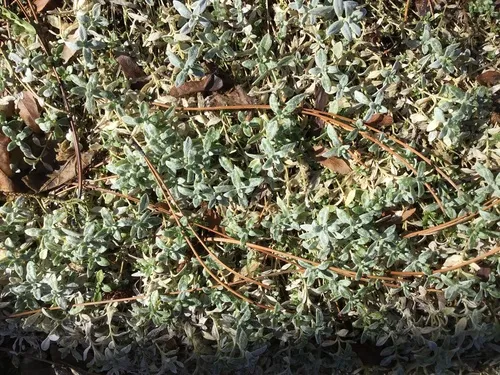 Alkali Weed
