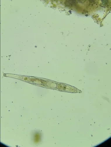 Rotaria rotatoria