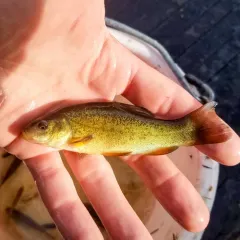 Tench thumbnail 3