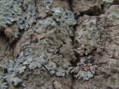 Showman's Loop Lichen thumbnail 3