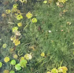 common stonewort thumbnail 1