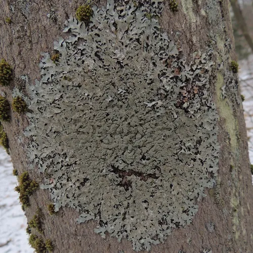Bottlebrush Shield Lichen