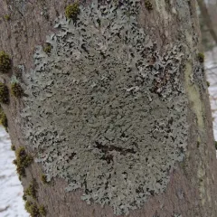 Bottlebrush Shield Lichen thumbnail 1