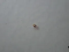 Twospotted Spider Mite thumbnail 2