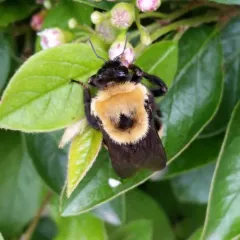 Nevada Bumble Bee thumbnail 4