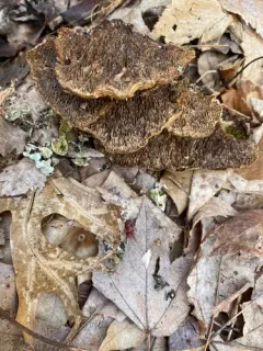 Hairy Hexagonia thumbnail 2