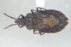 Aradus similis thumbnail 1