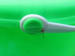Cryptachaea blattea thumbnail 4
