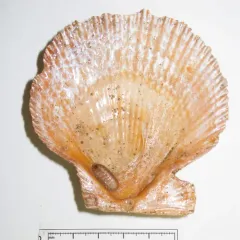 Northern White Chiton thumbnail 2