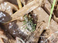 California Marsh and Bog Beetle thumbnail 2