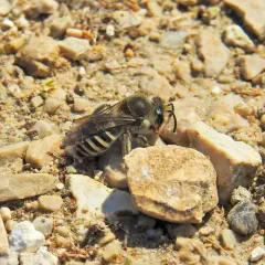 Unequal Cellophane Bee thumbnail 4