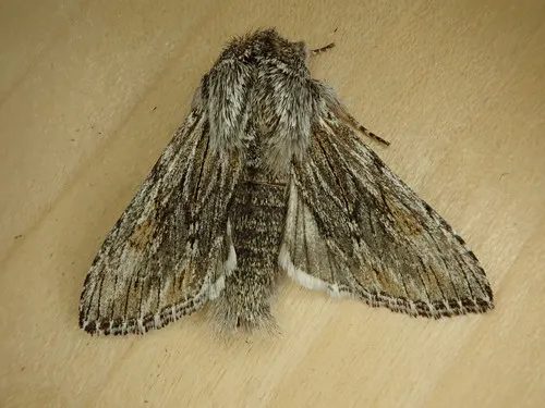 Cucullia pulla