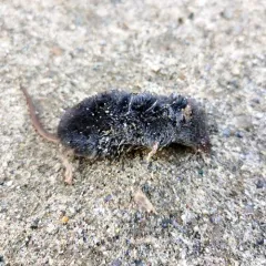Smoky Shrew thumbnail 2