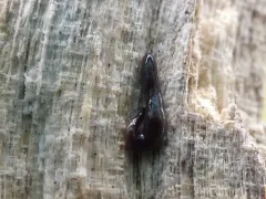 Microplana terrestris thumbnail 3