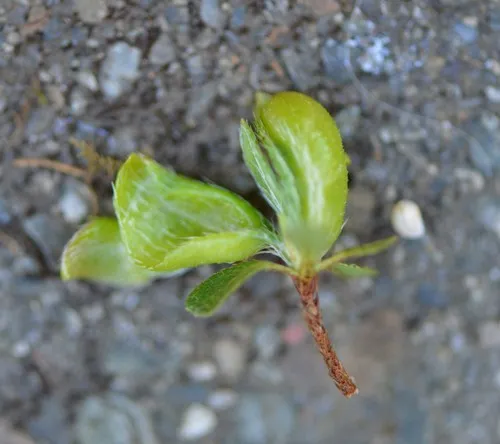 Exobasidium japonicum