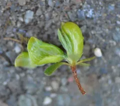Exobasidium japonicum thumbnail 1