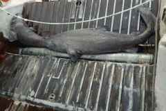 Greenland Shark thumbnail 2