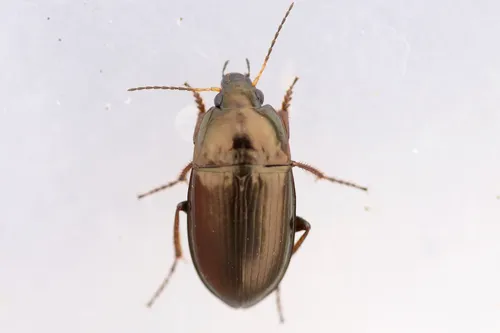 Amara neoscotica