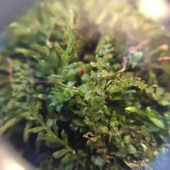 Woodsy Thyme-moss thumbnail 2