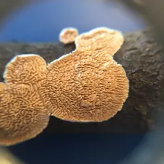 Milk-white Toothed Polypore thumbnail 4