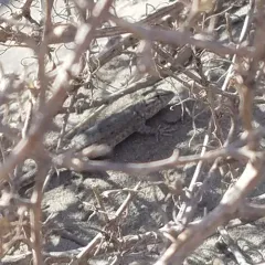 Common Side-blotched Lizard thumbnail 2