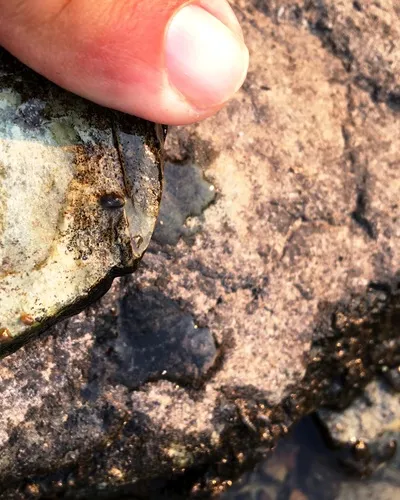 Rocky Mountain Capshell