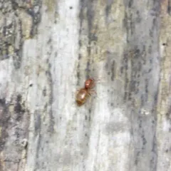 American Winter Ant thumbnail 4