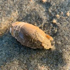 Pacific Sand Crab thumbnail 3