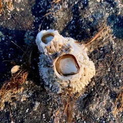 Thatched Barnacle thumbnail 4