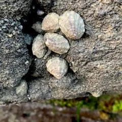 Fingered Limpet thumbnail 2