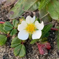 beach strawberry thumbnail 4