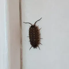 Brickwork Woodlouse thumbnail 4