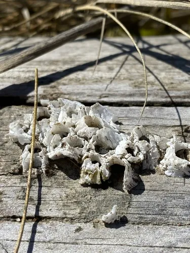 Ivory Barnacle