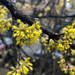 Cornelian cherry thumbnail 2
