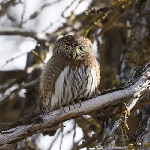 Northern Pygmy-Owl
