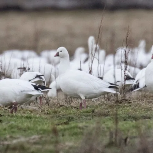 Ross's Goose