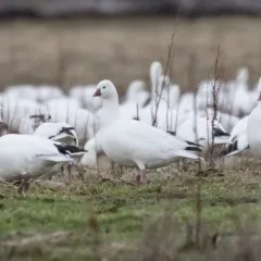 Ross's Goose thumbnail 1