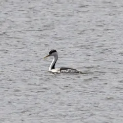 Clark's Grebe thumbnail 3